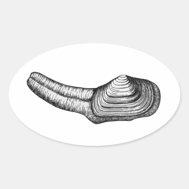 Geoduck Clam (svartvit illustration) Ovalt Klistermärke (Framsida)