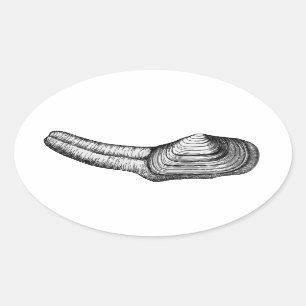 Geoduck Clam (svartvit illustration) Ovalt Klistermärke