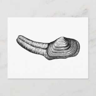 Geoduck Clam (svartvit illustration) Vykort