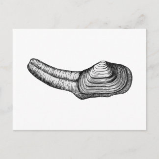 Geoduck Clam (svartvit illustration) Vykort