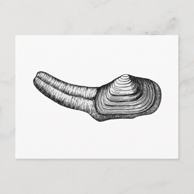 Geoduck Clam (svartvit illustration) Vykort (Framsida)