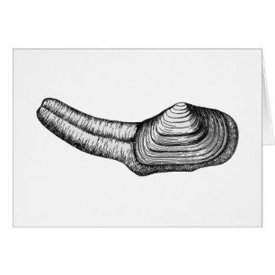 Geoduck mussla (den svartvita illustrationen) hälsningskort