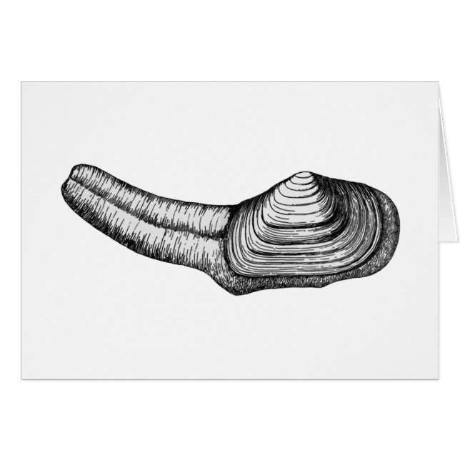 Geoduck mussla (den svartvita illustrationen) hälsningskort (Framsidan Horizontal)