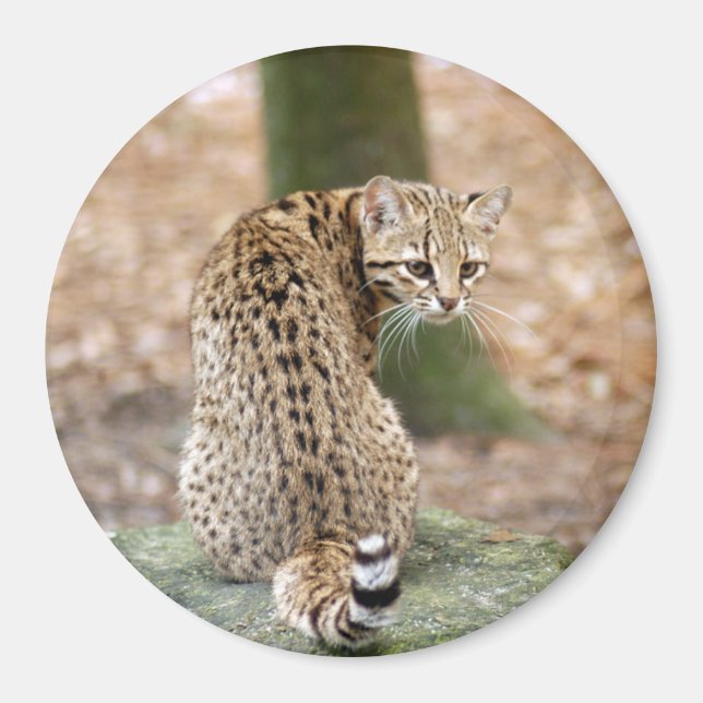 geoffroy-cat-004 magnet (Framsidan)