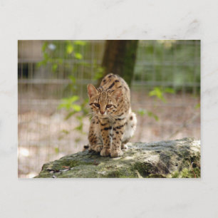 geoffroy-cat-020 vykort