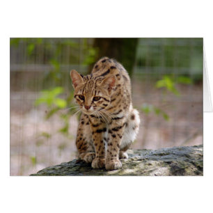 geoffroy-cat-021 hälsningskort