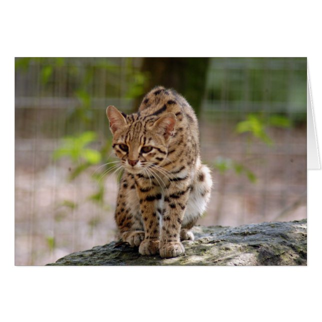 geoffroy-cat-021 hälsningskort (Framsidan Horizontal)