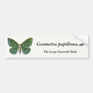 Geometra papilionaria - Large Emerald Moth Bildekal