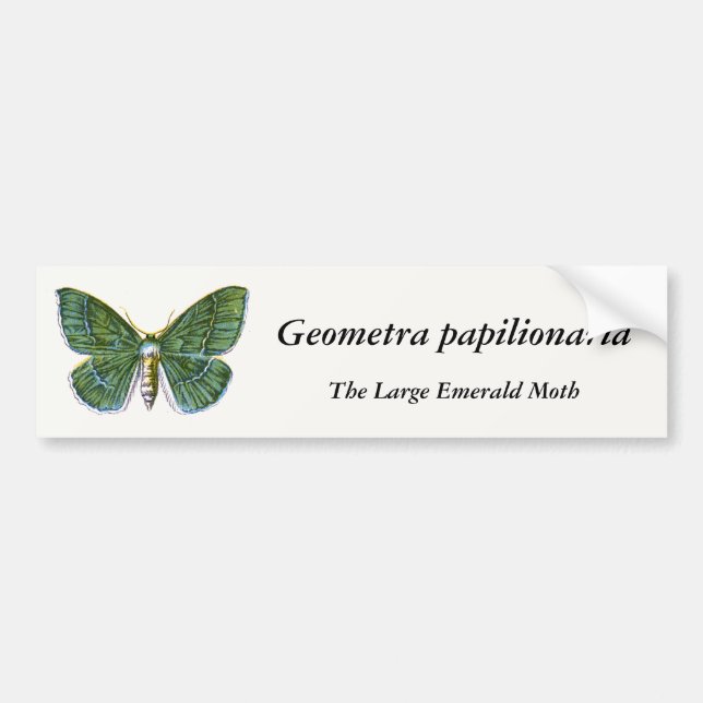 Geometra papilionaria - Large Emerald Moth Bildekal (Framsidan)