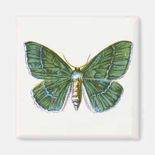 Geometra papilionaria - Large Emerald Moth Magnet