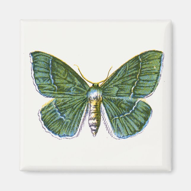 Geometra papilionaria - Large Emerald Moth Magnet (Framsidan)