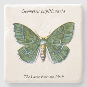 Geometra papilionaria - Large Emerald Moth Stenunderlägg