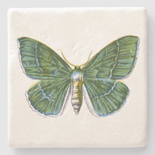 Geometra papilionaria - Large Emerald Moth Stenunderlägg