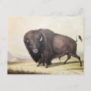 George Catlin - Bull Buffalo Vykort