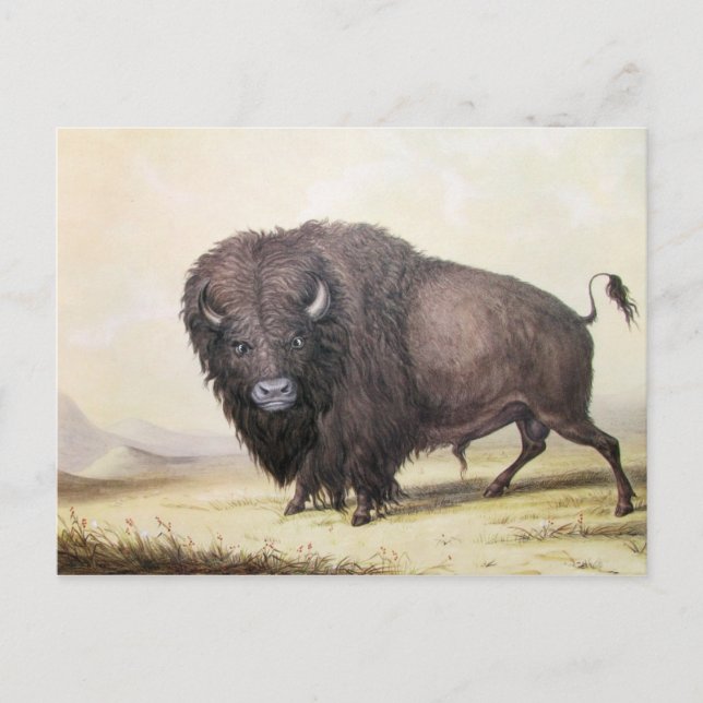 George Catlin - Bull Buffalo Vykort (Framsida)