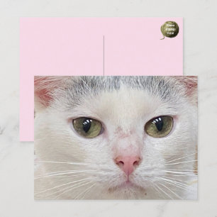 George Cat's Close Up Postcard Helg Vykort