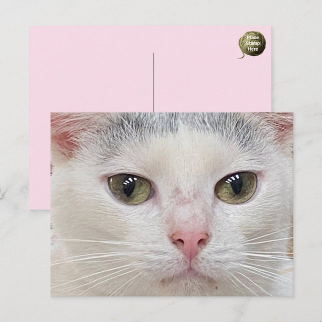 George Cat's Close Up Postcard Helg Vykort (Fram/baksida)
