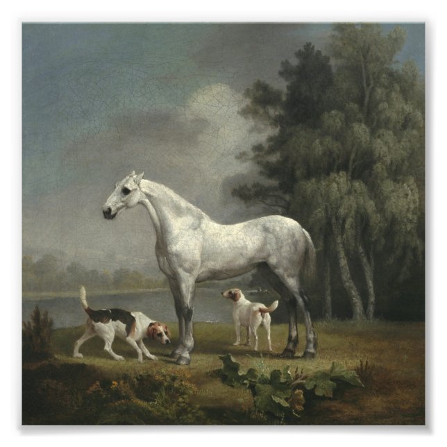 George Stubbs - A Dapple Grått Hunter Fototryck (Framsidan)