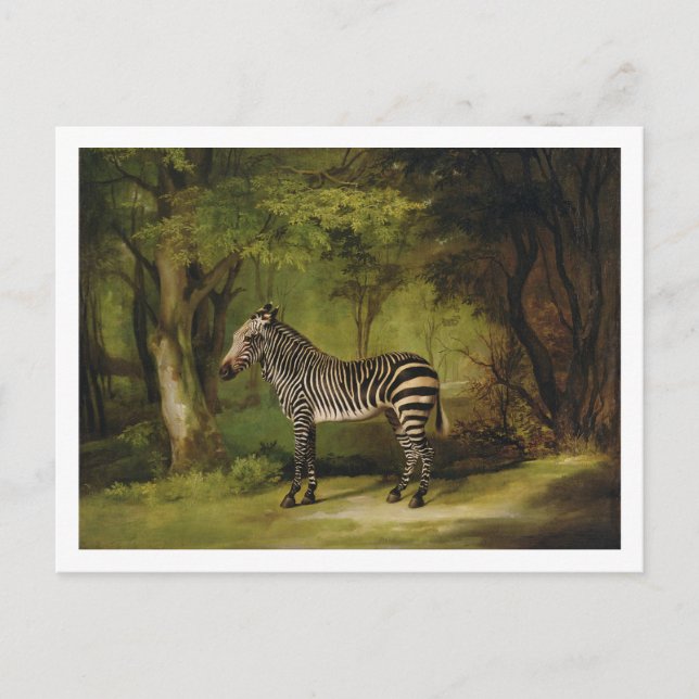 George Stubbs | A Zebra, 1763 (olja på canvas) Vykort (Framsida)