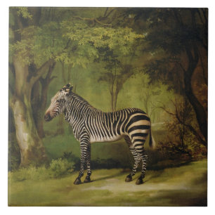 George Stubbs en sebra, 1763 (olja på kanfas) Kakelplatta