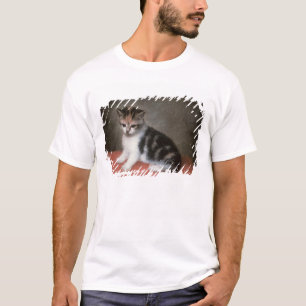 George Stubbs Fröcken Ann vit kattunge, 1790 T-shirt