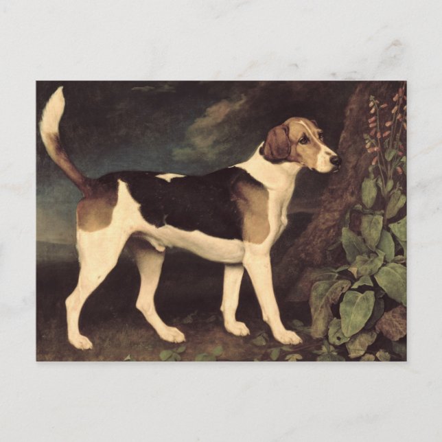 George Stubbs | Ringwood, a Brocklesby Foxhound, 1 Vykort (Framsida)