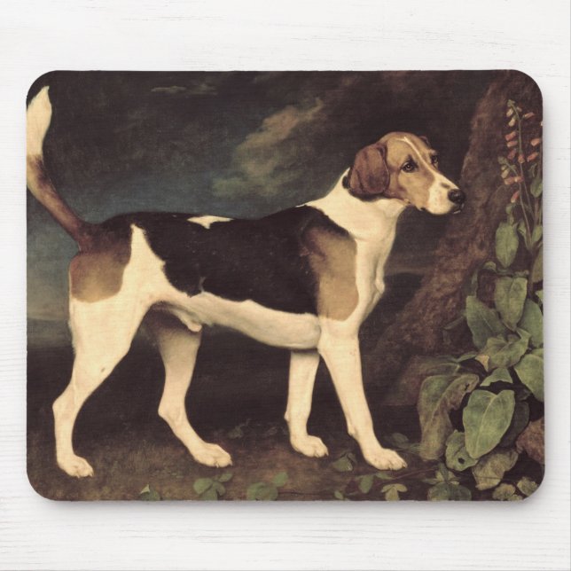 George Stubbs | Ringwood, en Brocklesby Foxhound, Musmatta (Framsidan)