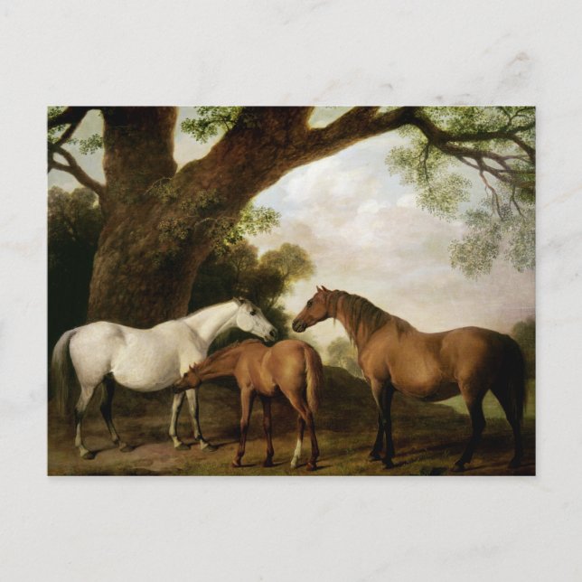 George Stubbs | Två Shafto Mares och en Foal 1774 Vykort (Framsida)