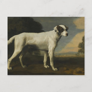 George Stubbs- Viscount Gormanston's White Hund Vykort