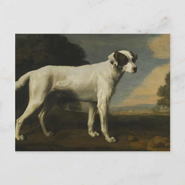 George Stubbs- Viscount Gormanston's White Hund Vykort (Framsida)