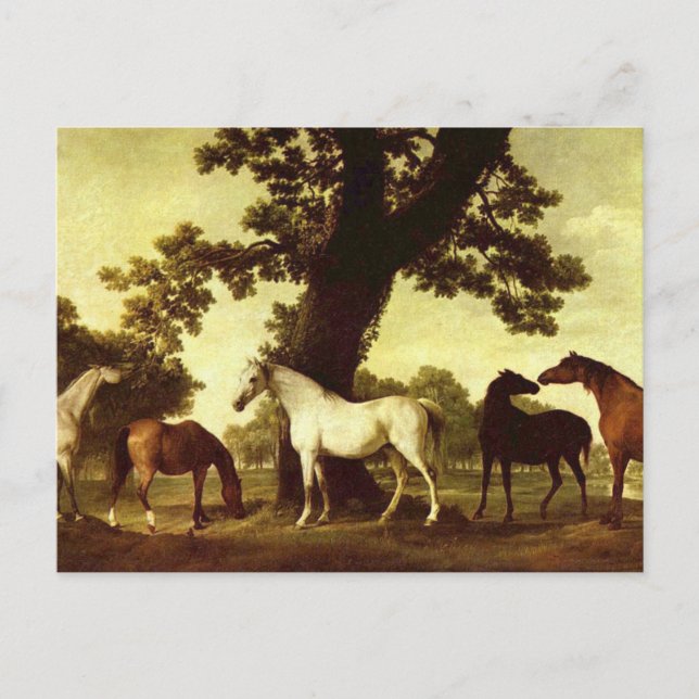 George Stubbs Vykort (Framsida)
