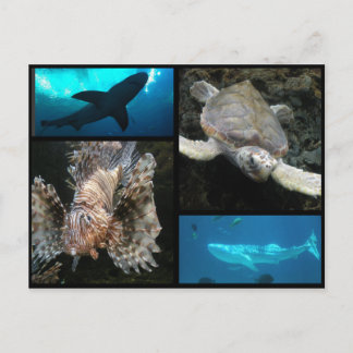 Georgia Aquarium Collage Vykort