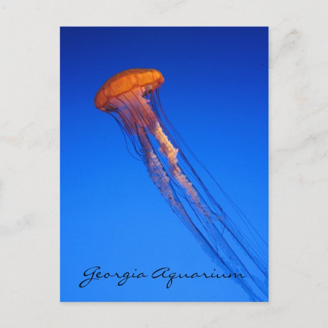 Georgia Aquarium Jellyfish Vykort (Framsida)