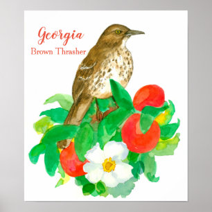 Georgia Brown Thrasher Poster