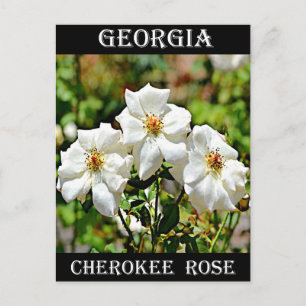 Georgia Cherokee Ro 2 Vykort