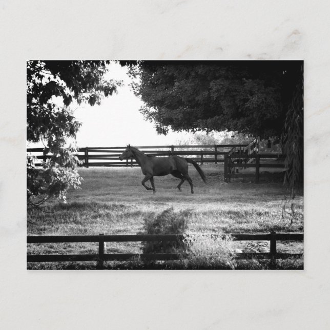 Georgia Horse Runin in Summer Postcard Vykort (Framsida)