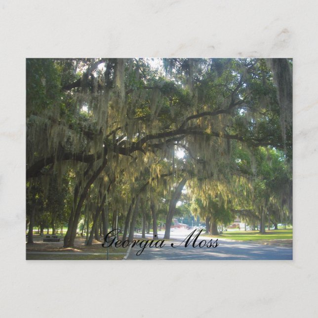 Georgia Moss Vykort (Framsida)