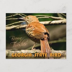 Georgia State Bird - Brown Thrasher Vykort