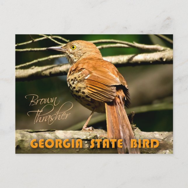Georgia State Bird - Brown Thrasher Vykort (Framsida)