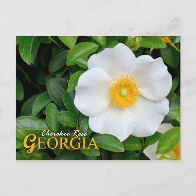Georgia State Flower: Cherokee Ro Vykort (Framsida)