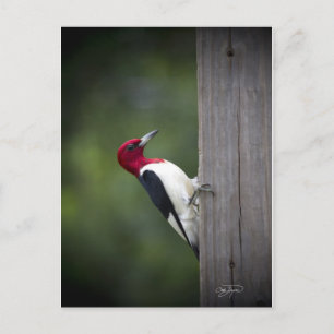Georgia Woodpecker Vykort