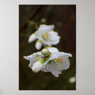 Georgien Ro i Spanien Poster