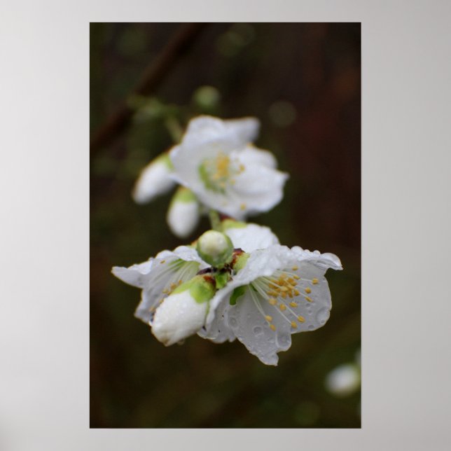 Georgien Ro i Spanien Poster (Framsidan)