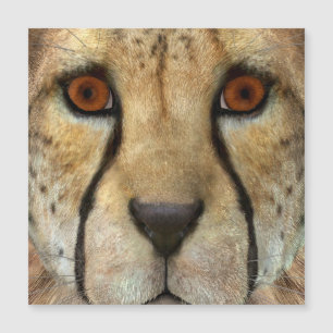 Gepard