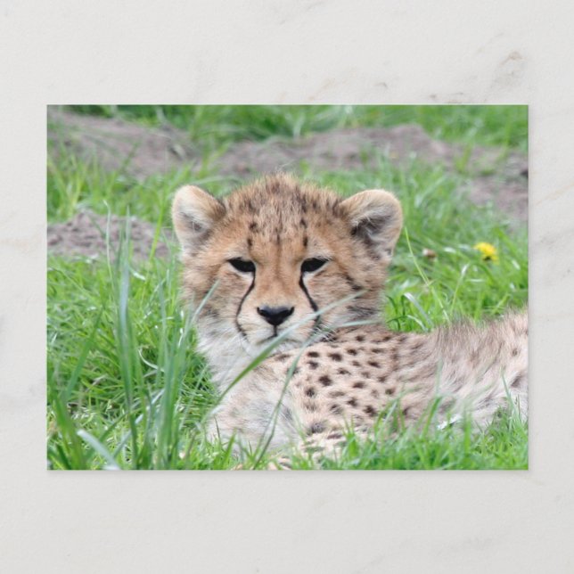 Gepard 002 vykort (Framsida)