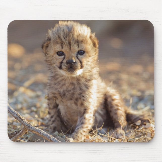Gepard 19 dagar gammal hannunge musmatta (Framsidan)