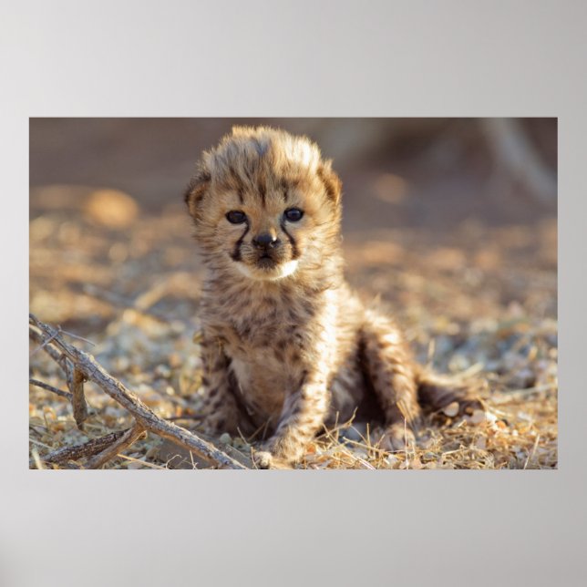 Gepard 19 dagar gammal hannunge poster (Framsidan)