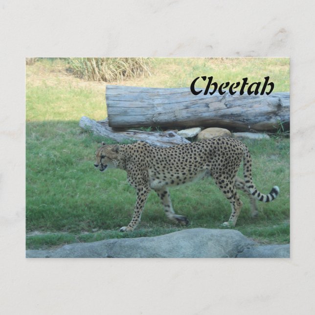 Gepard # 1 vykort (Framsida)