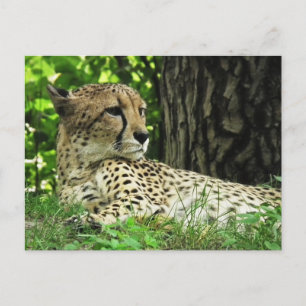 Gepard (Acinonyx Jubatus) I Djungel Vykort