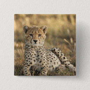Gepard, Acinonyx jubatus Knapp